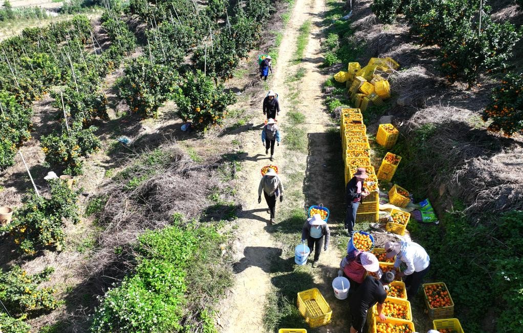 金秋沙糖桔喜获丰收(图2)