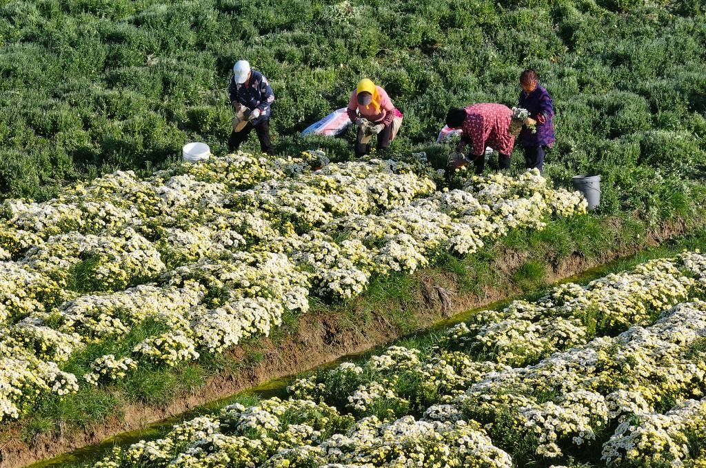 江苏射阳：菊花采收忙(图3)