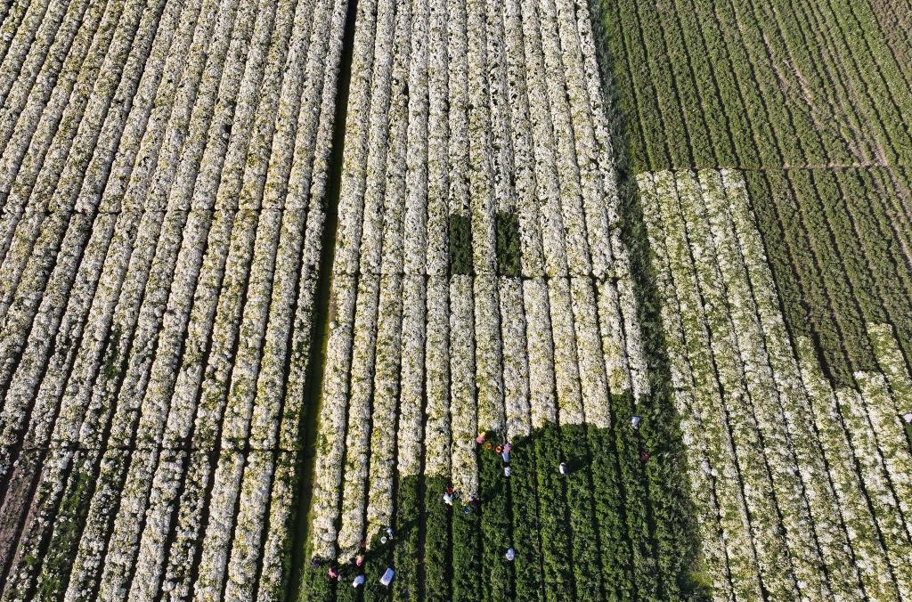 江苏射阳：菊花采收忙(图2)