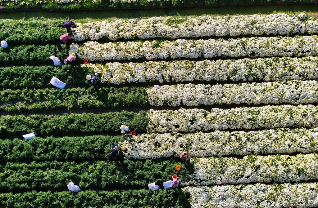 江苏射阳：菊花采收忙(图1)