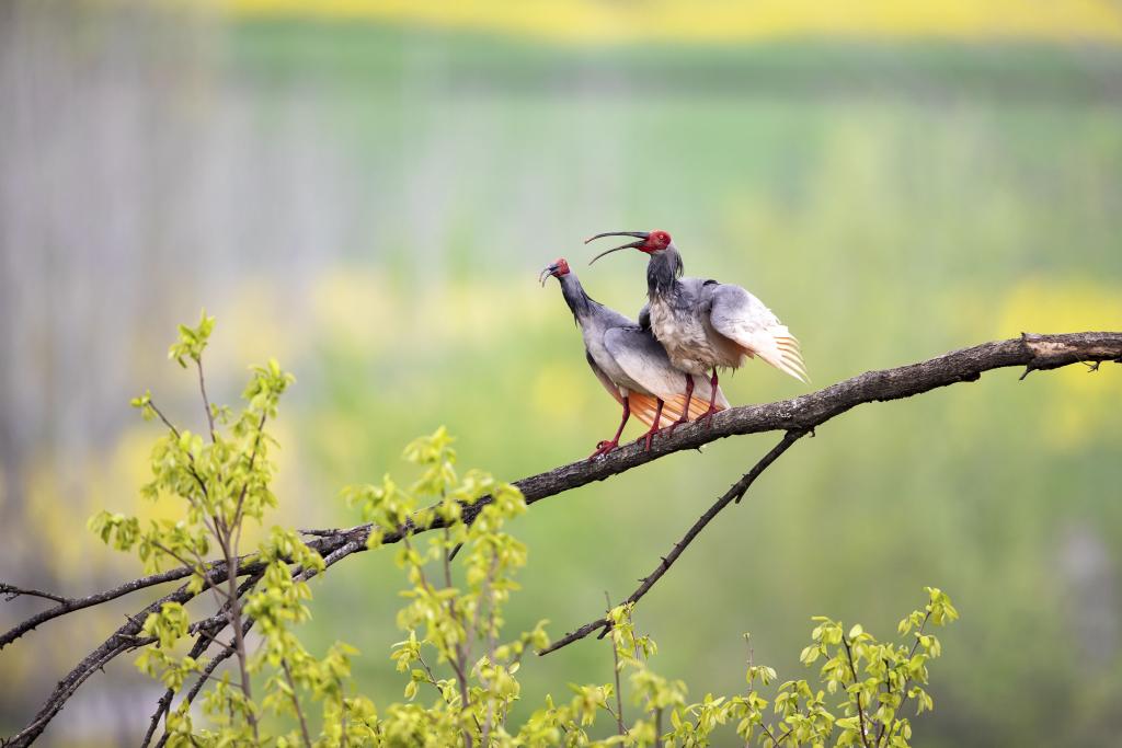 新时代中国调研行之看区域·西部篇丨“朱鹮之乡”的新名片(图2)