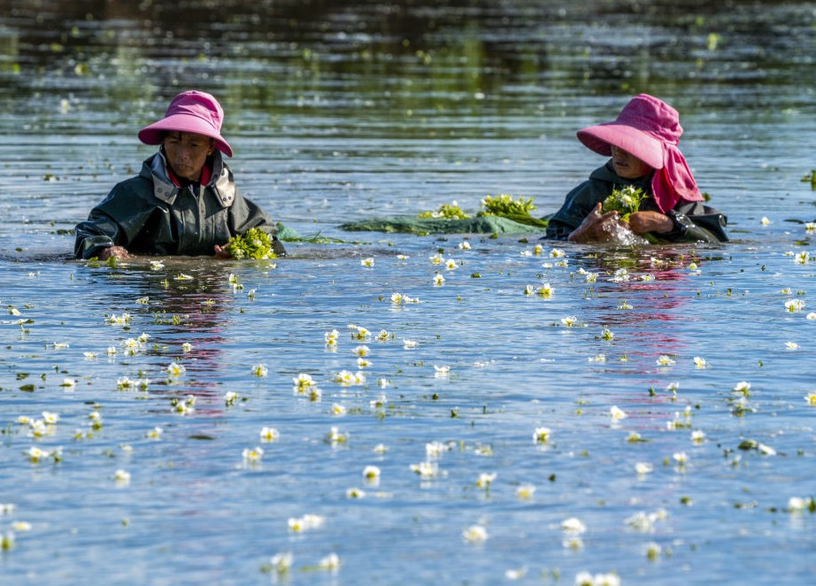 西部城乡共发展 产业振兴富民生(图3)