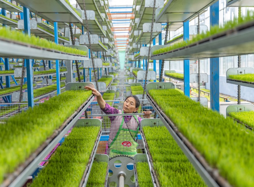 西部城乡共发展 产业振兴富民生(图1)