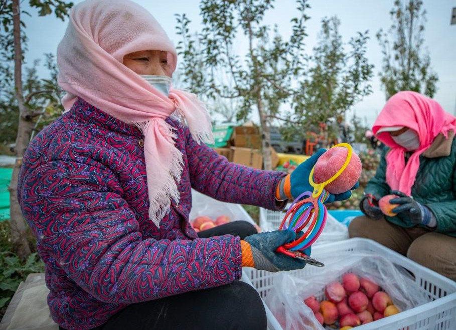 宁夏红寺堡：苹果产业助力乡村振兴(图2)