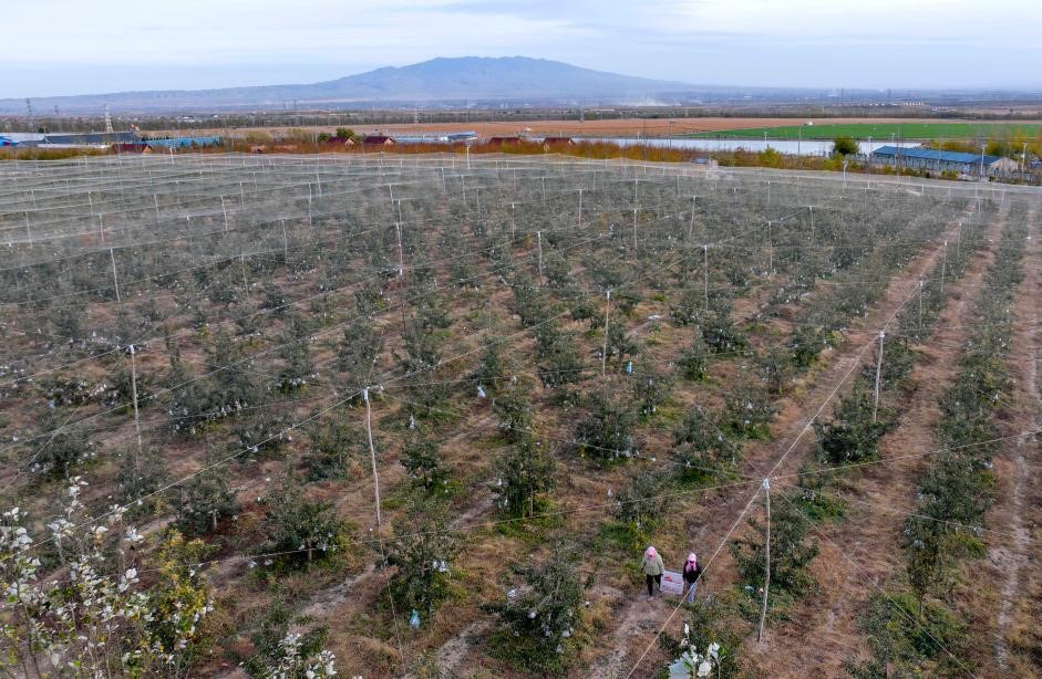 宁夏红寺堡：苹果产业助力乡村振兴(图1)