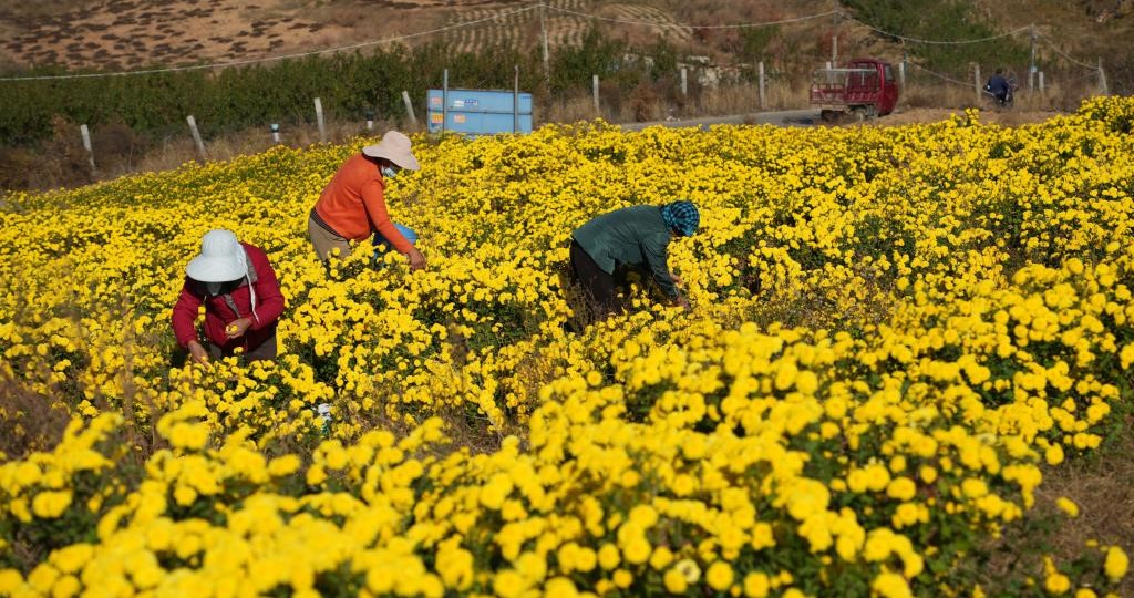 山东新泰：立冬时节采菊忙(图3)