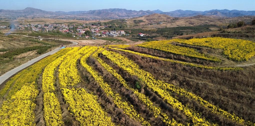 山东新泰：立冬时节采菊忙(图1)