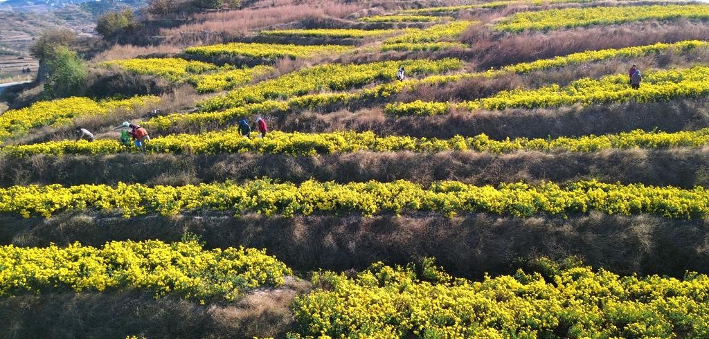 山东新泰：立冬时节采菊忙(图2)
