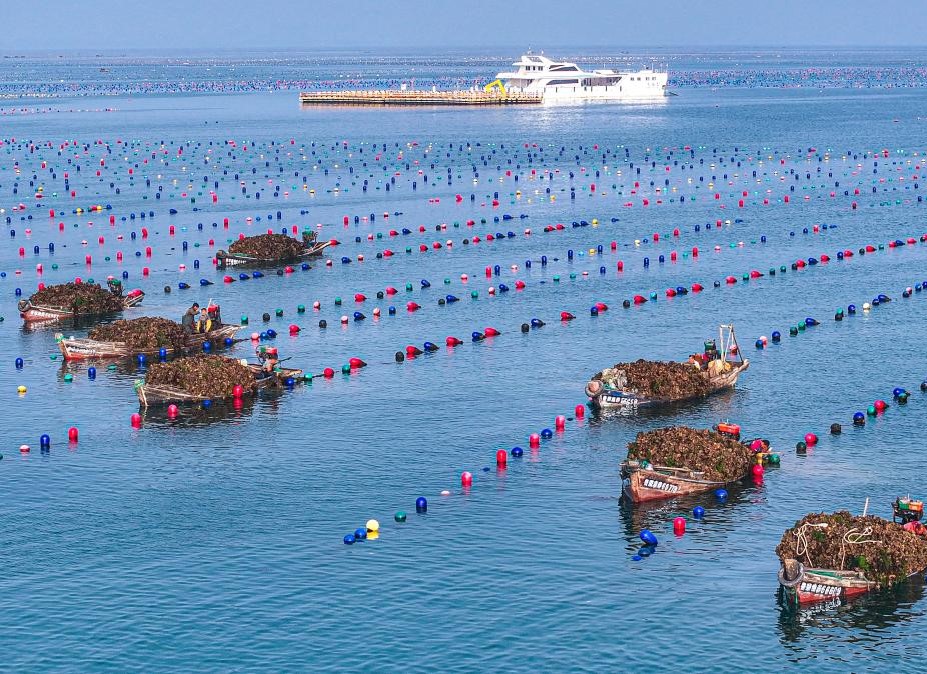山东荣成：牡蛎迎丰收(图1)