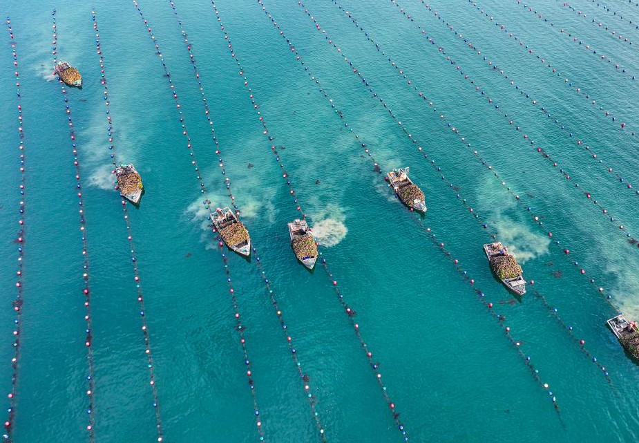 山东荣成：牡蛎迎丰收(图2)