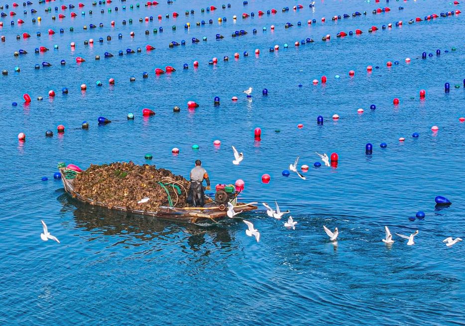 山东荣成：牡蛎迎丰收(图3)