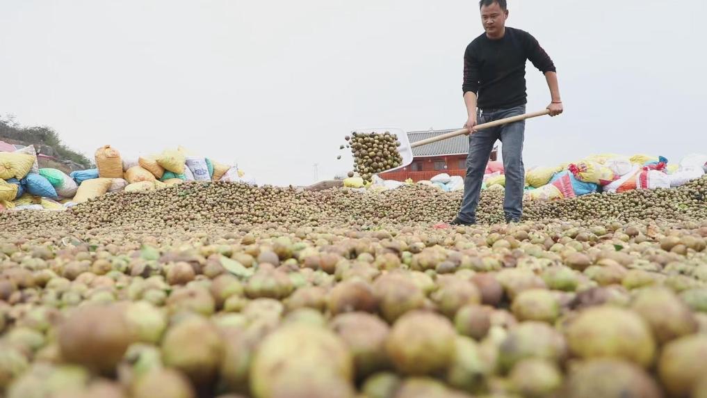 千年茶油香 产业展新姿——湖南邵阳县绿色产业发展观察(图1)