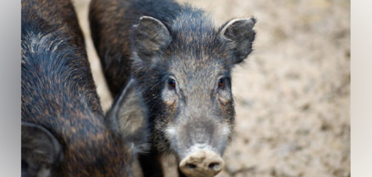 野猪“横行”多地，如何平衡生态与防控？(图1)