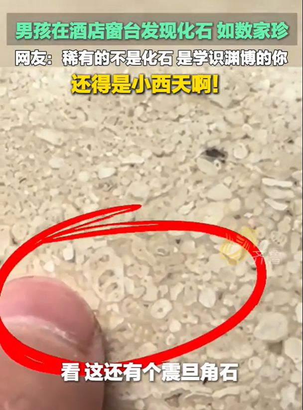 小孩哥阳台上的意外发现：化石与知识的奇妙邂逅(图1)