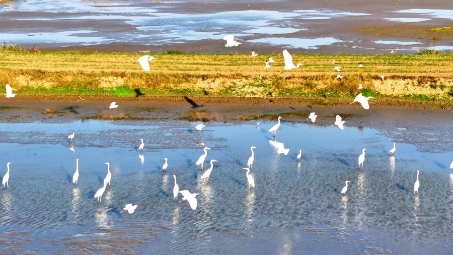 安徽颍上：芦花深处水鸟欢(图1)