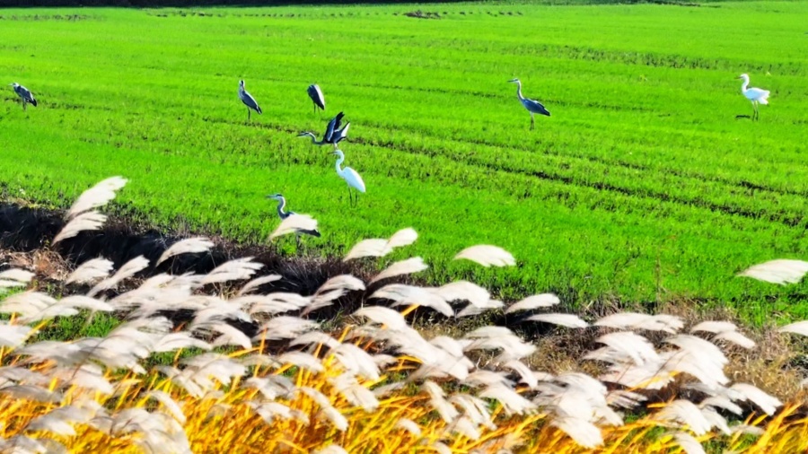 安徽颍上：芦花深处水鸟欢(图3)
