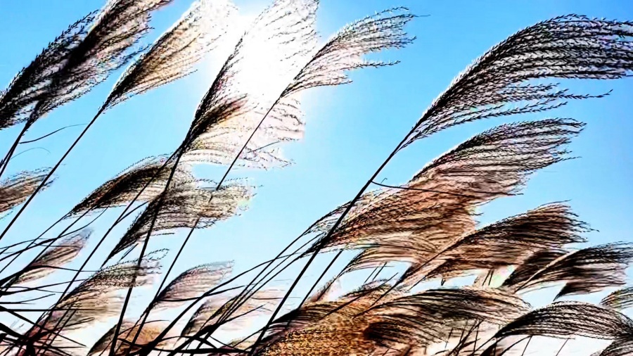 安徽颍上：芦花深处水鸟欢(图5)