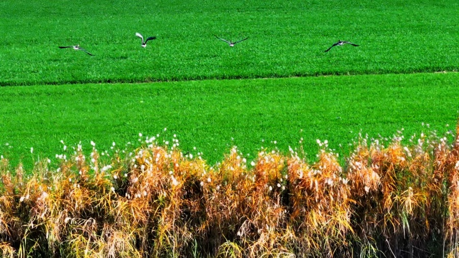 安徽颍上：芦花深处水鸟欢(图2)