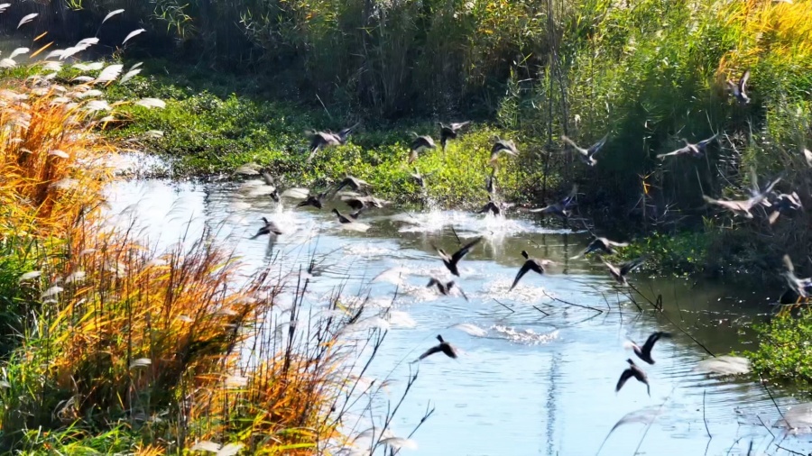 安徽颍上：芦花深处水鸟欢(图4)