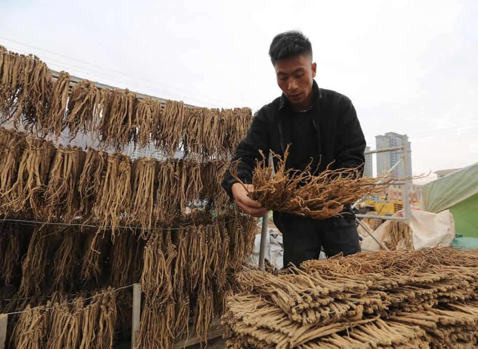 甘肃漳县：晾晒药材(图1)