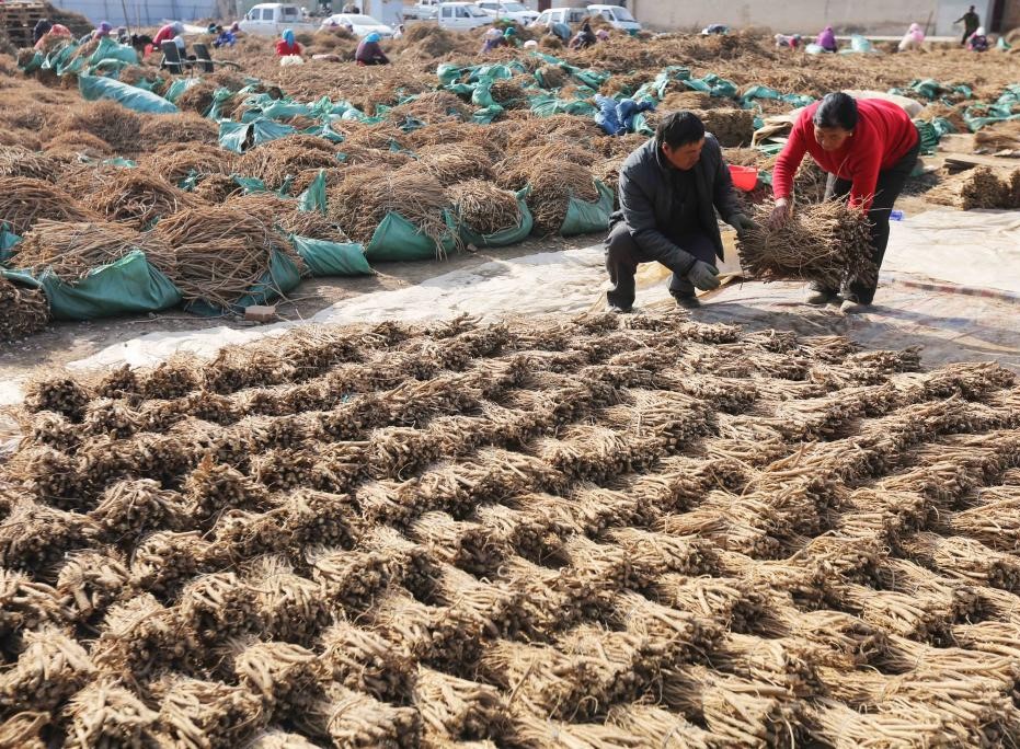 甘肃漳县：晾晒药材(图2)