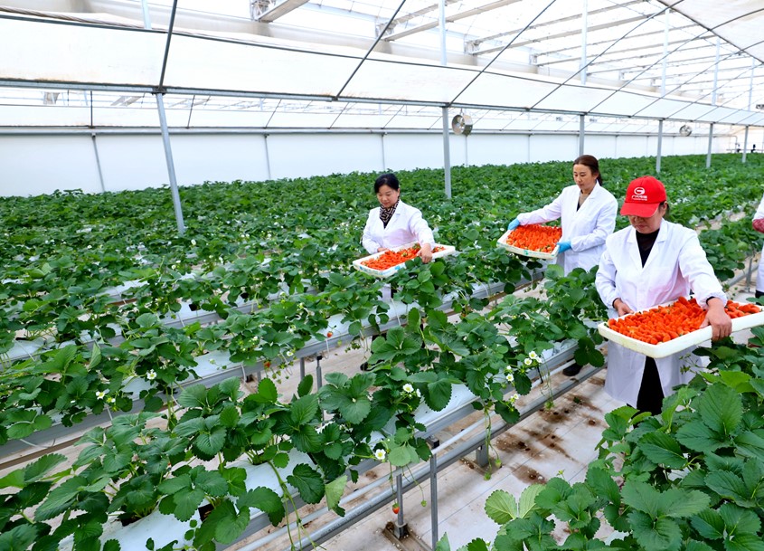 草莓抢“鲜”亮相 开启冬日“莓”好时光(图2)