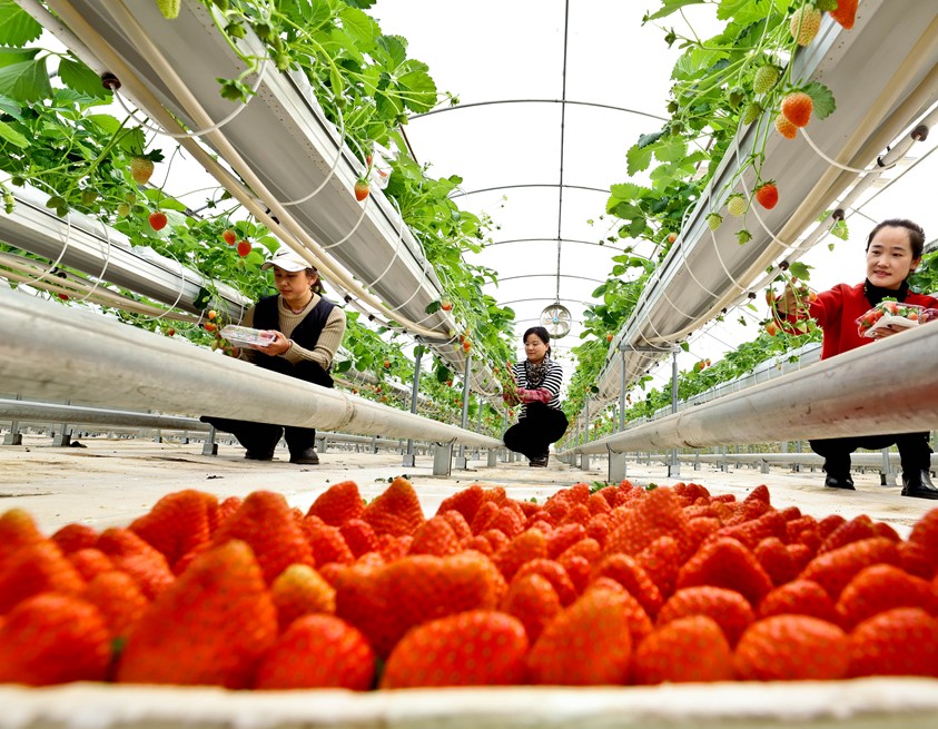 草莓抢“鲜”亮相 开启冬日“莓”好时光(图3)
