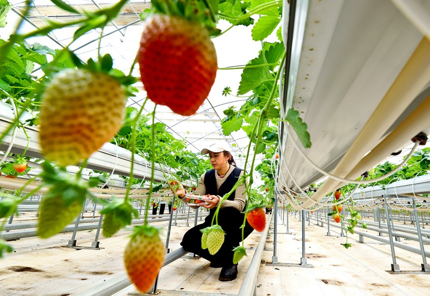 草莓抢“鲜”亮相 开启冬日“莓”好时光(图1)