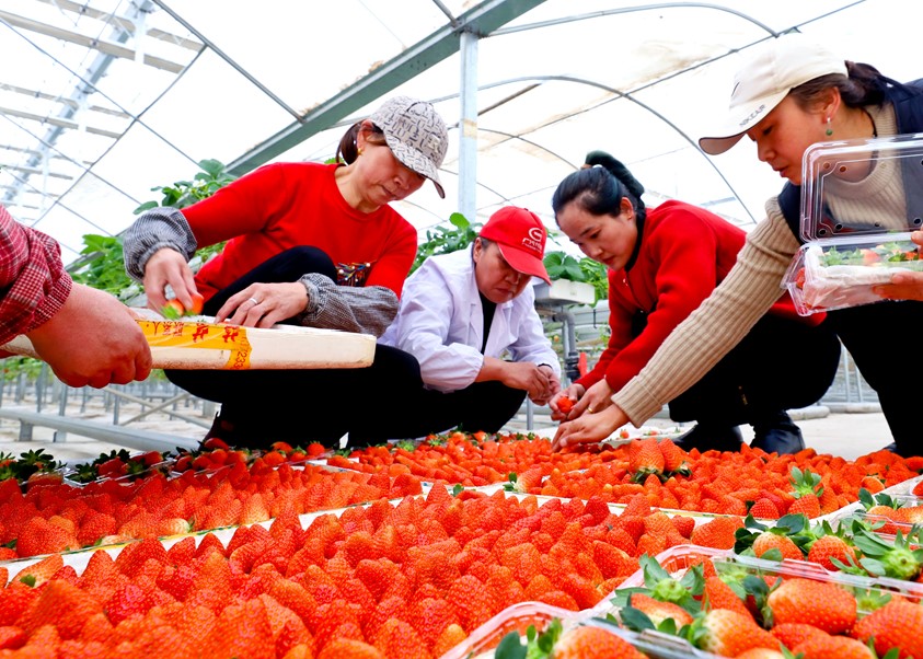 草莓抢“鲜”亮相 开启冬日“莓”好时光(图4)