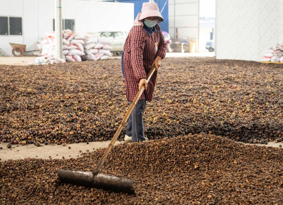湖南祁阳：油茶飘香产业兴(图1)
