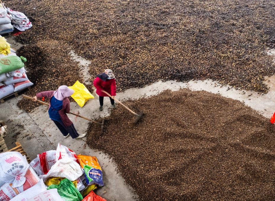 湖南祁阳：油茶飘香产业兴(图2)