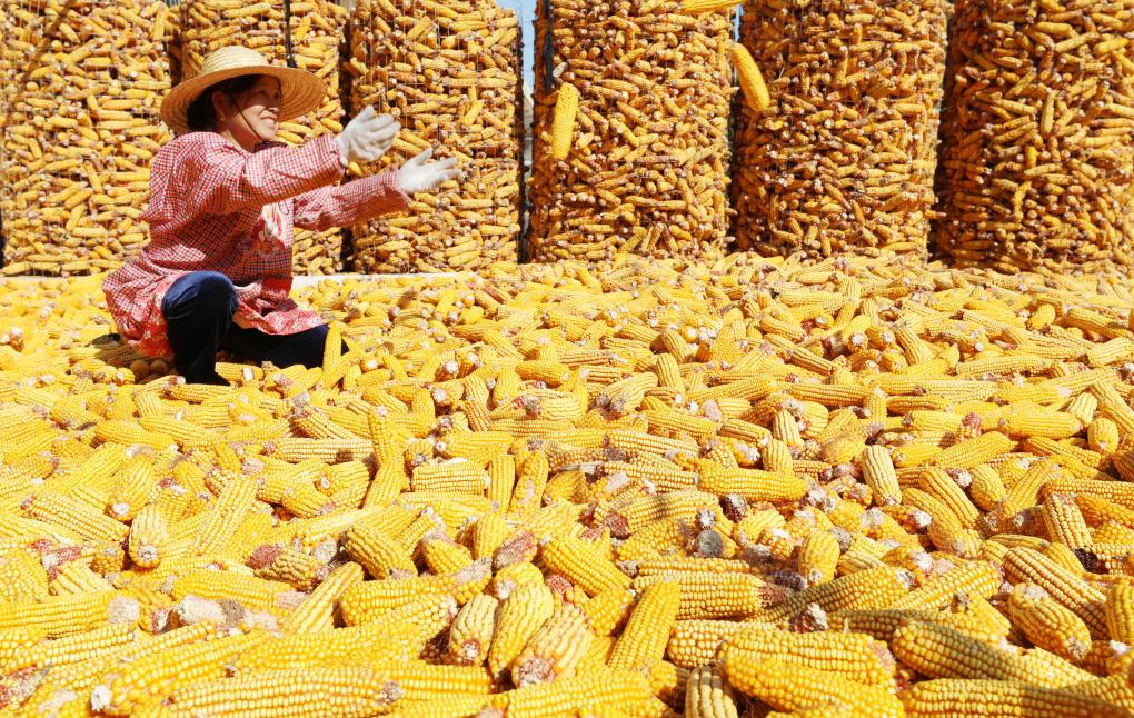 “保险+期货”立新规 为“三农”添力(图1)