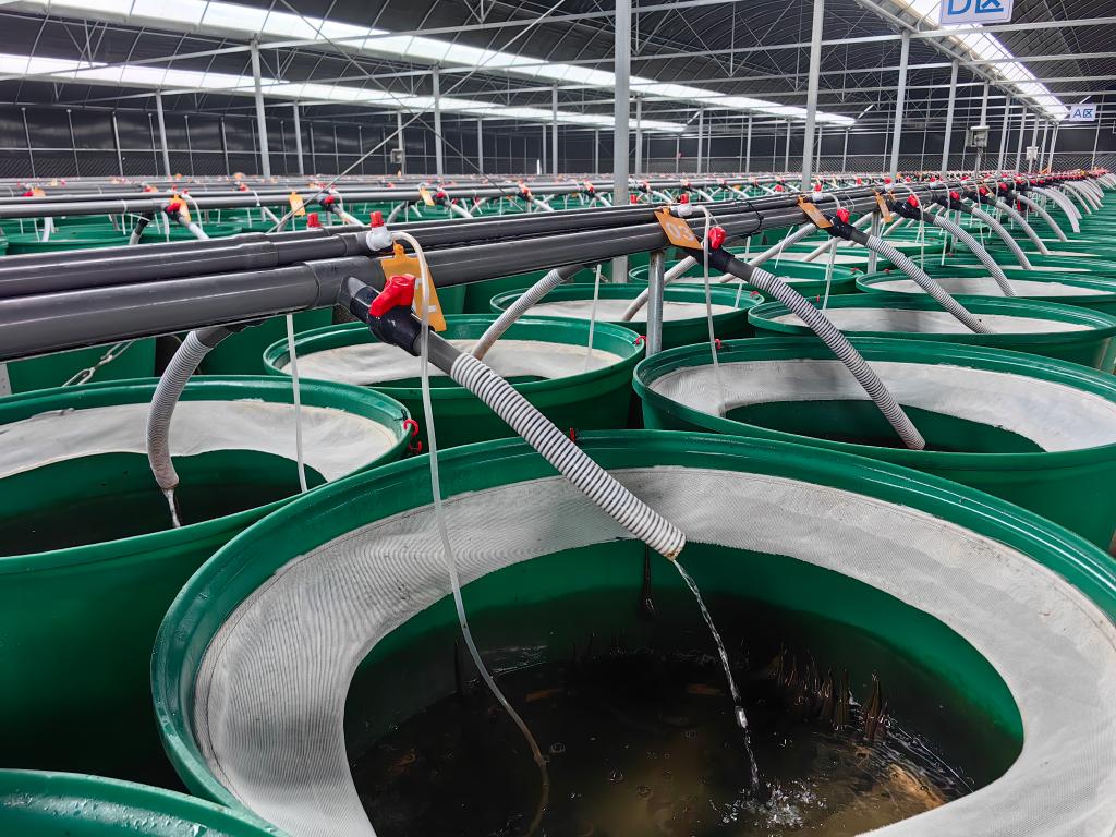 山东微山：发展绿色种养产业 唱响生态致富歌(图1)