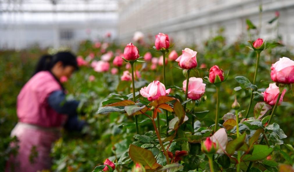 山东淄博：废弃矿坑变身“玫瑰花园”(图2)