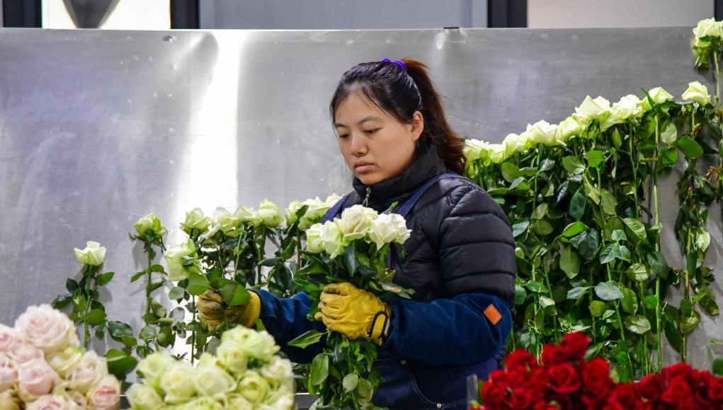 山东淄博：废弃矿坑变身“玫瑰花园”(图1)