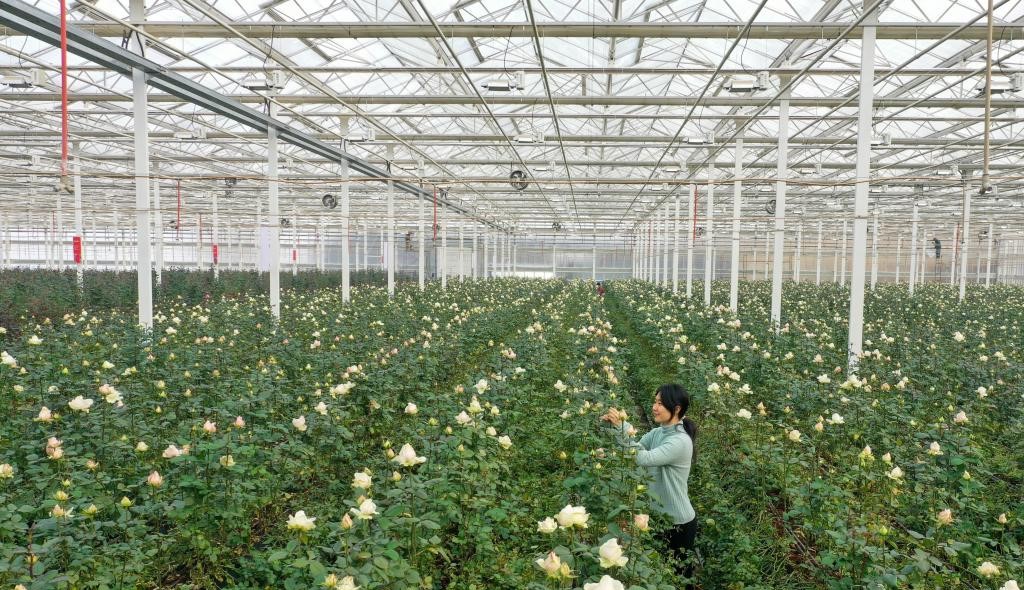 山东淄博：废弃矿坑变身“玫瑰花园”(图3)