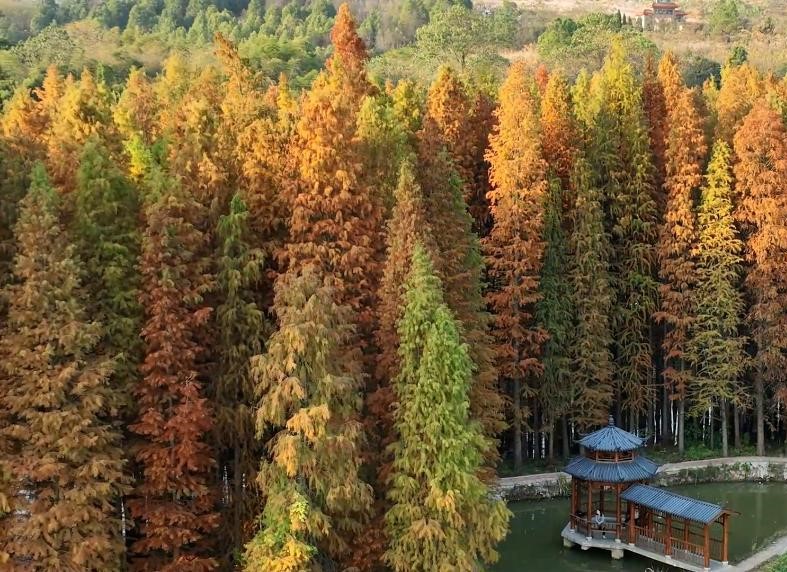 超美，这片水杉林等你来打卡！(图1)