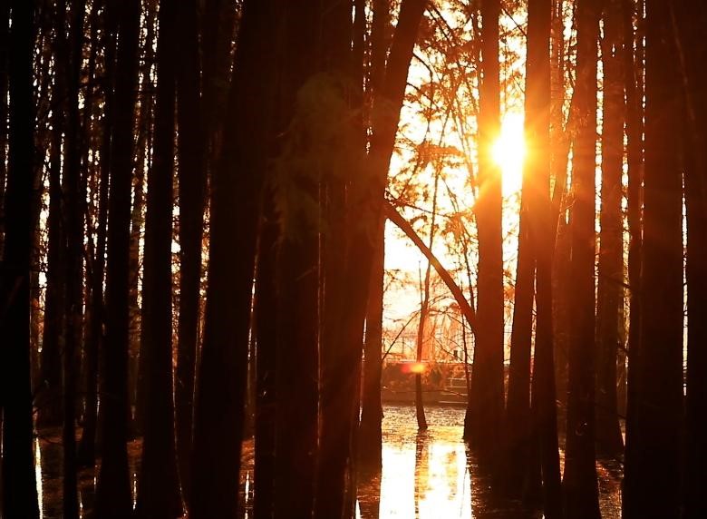 超美，这片水杉林等你来打卡！(图2)