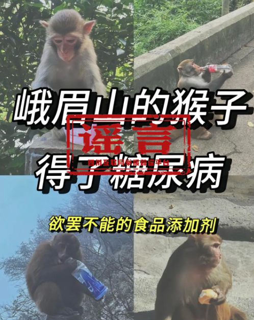 峨眉山猴子得糖尿病？谣言止于智者！(图1)