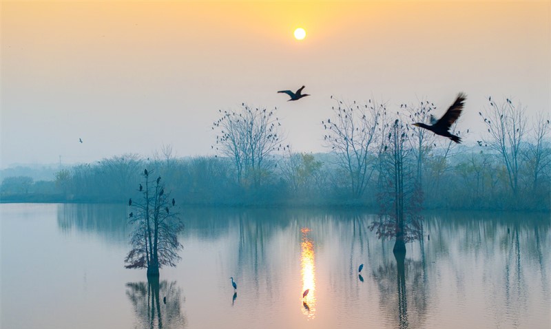 湿地候鸟舞翩跹(图1)