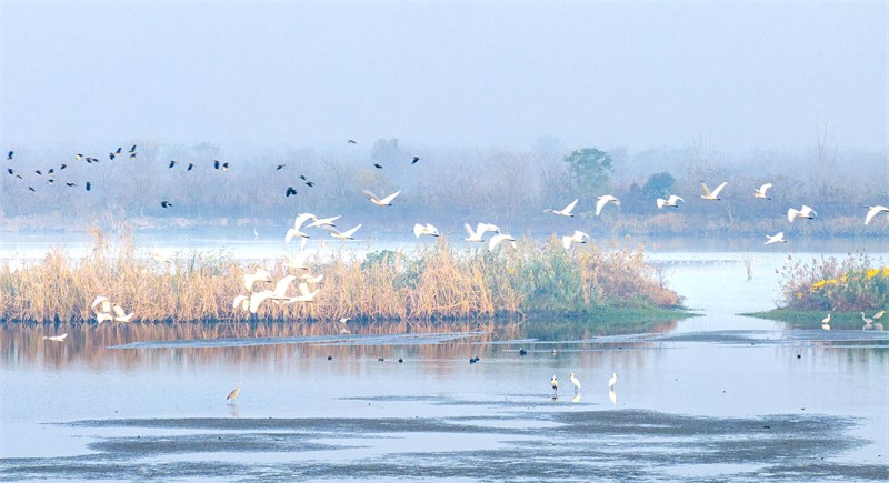 湿地候鸟舞翩跹(图2)
