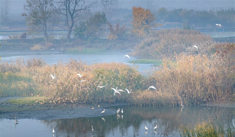 湿地候鸟舞翩跹(图3)