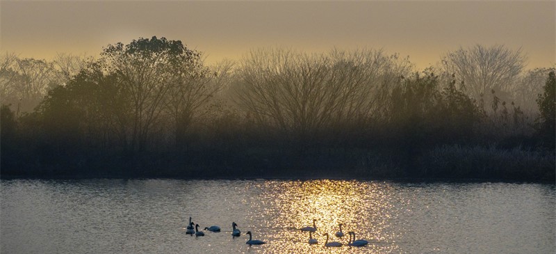 湿地候鸟舞翩跹(图4)