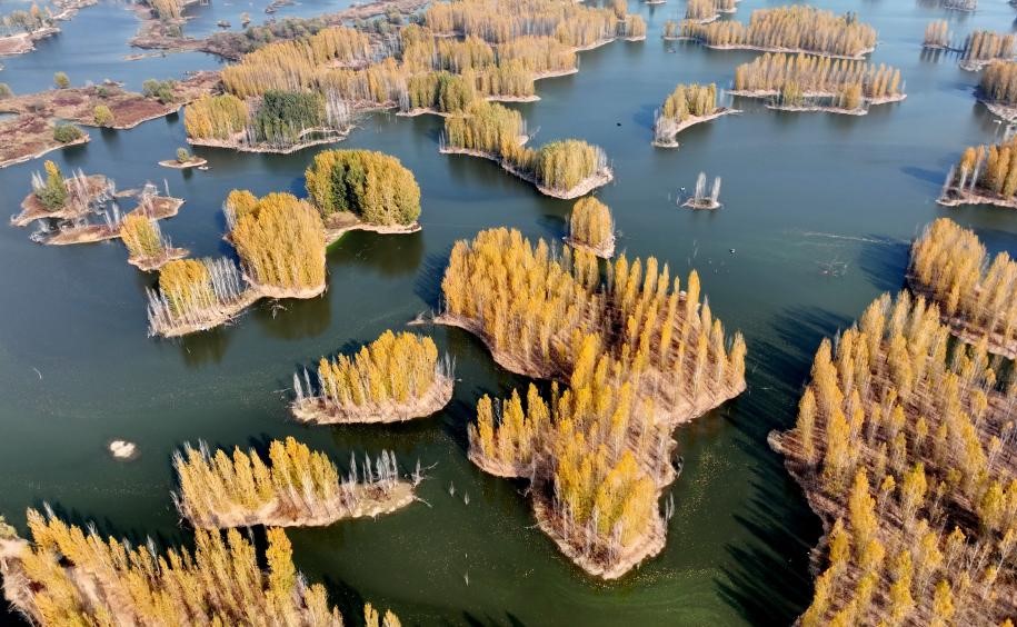 泜河染金风光秀美(图2)