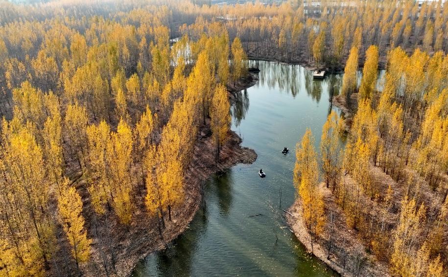 泜河染金风光秀美(图1)