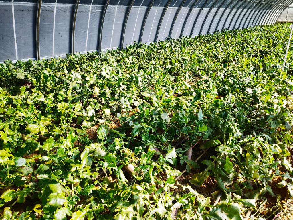 萝卜田里看振兴(图1)