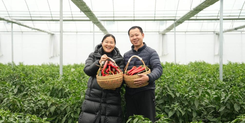 大学生夫妇返乡的“火辣”事业(图1)