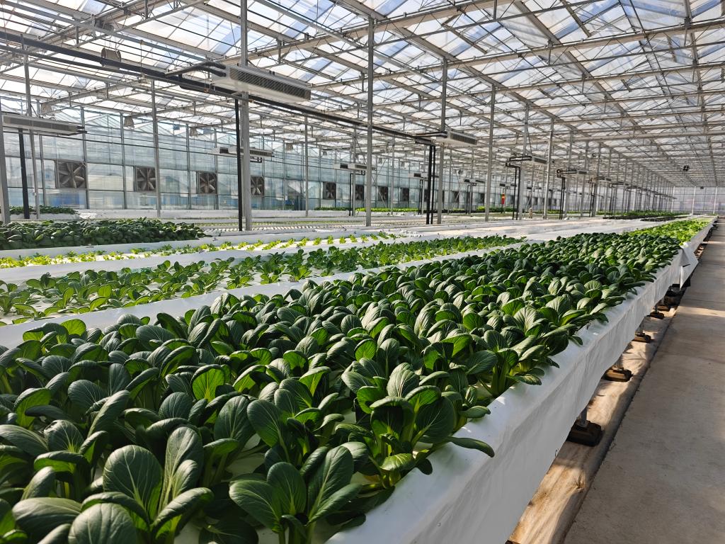 这里的果蔬何以能“南来北往”？——山东莱芜发展智慧农业一线见闻(图1)