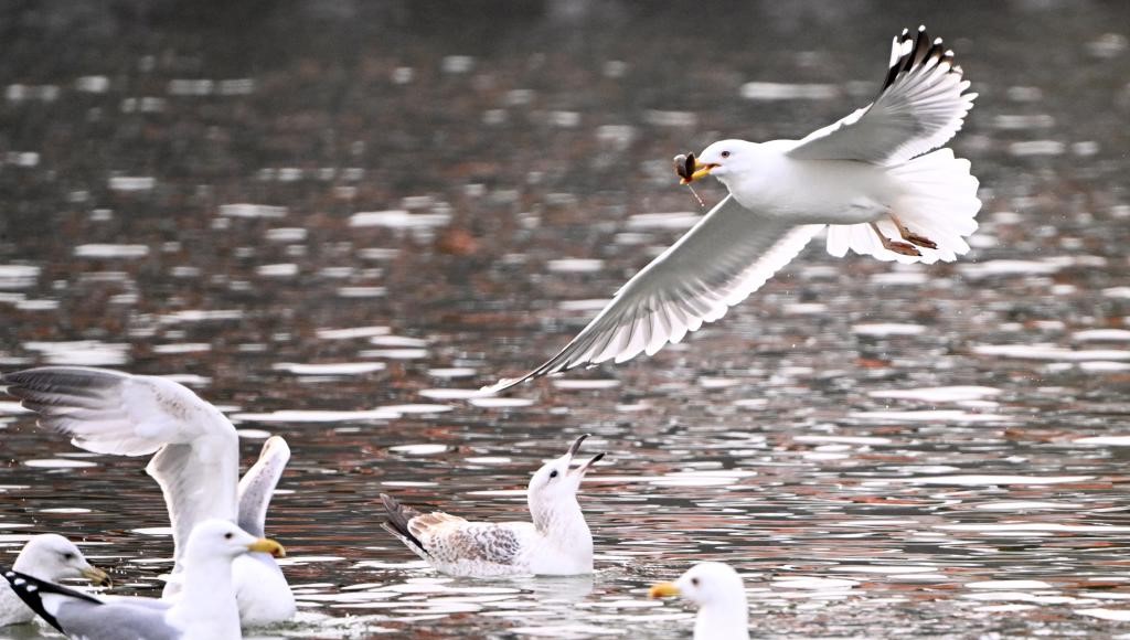 春日和暖 海鸥翔集(图1)