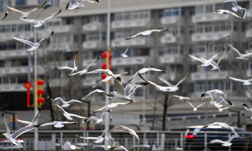 春日和暖 海鸥翔集(图3)